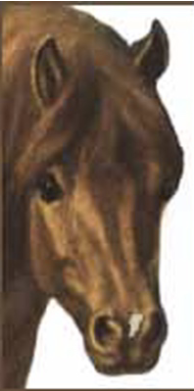 <p><span>Below, you need to identify the different face markings.</span></p>