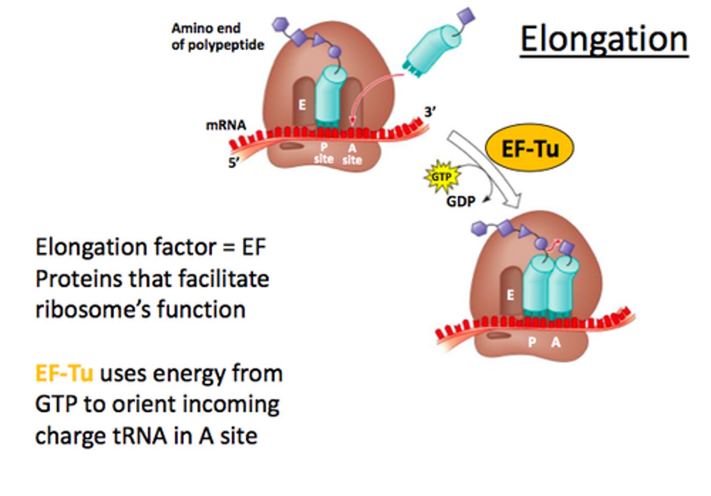 <p>three of a number of elongation factors that may be associated with the polymerase as it moves along the DNA</p>