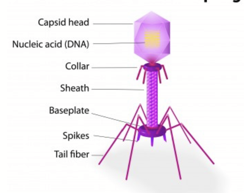 <p>Virus that infects and replicates within bacteria and archaea (prokaryotes).</p><ul><li><p>“Holds” cell to transfer DNA inside</p></li><li><p>Made up of capsid head, nucleic acid (DNA), collar, sheath, baseplate, spikes, tail fiber</p></li></ul>