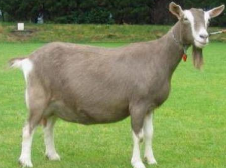 <p>Toggenburg</p><p></p><p><strong>Origin</strong>: Switzerland</p><p><strong>Color</strong>: Fawn to chocolate with white stripes on the face, white at the base of the tail and base of the ears, and white on the legs</p><p><strong>Ears</strong>: Upright ears</p><p><strong>Horns</strong>: Horned</p><p><strong>Traits</strong>: Dairy-production</p>