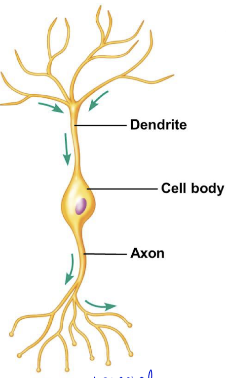 <p>Neuron w/ two extensions from the cell body that serves as a sensory neuron for <em>special senses</em>. </p>