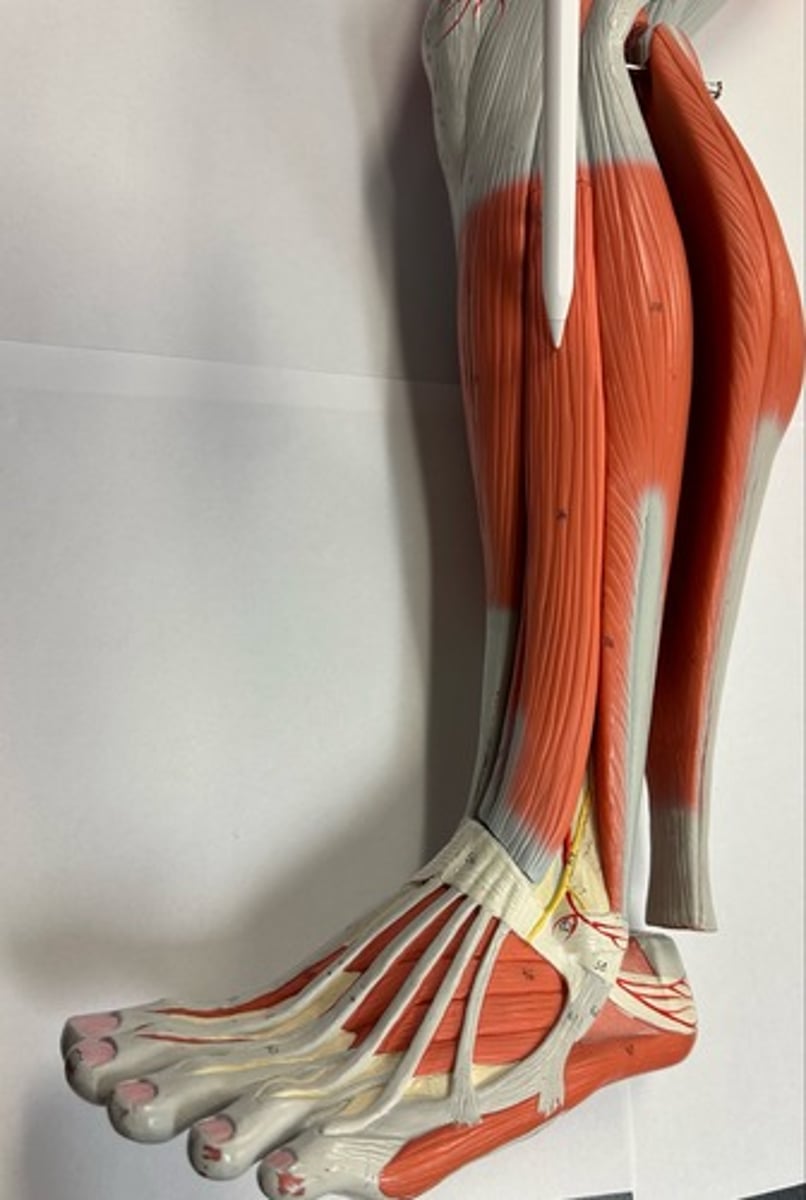 <p>What are the (2) attachments of the Extensor Digitorum Longus?</p>