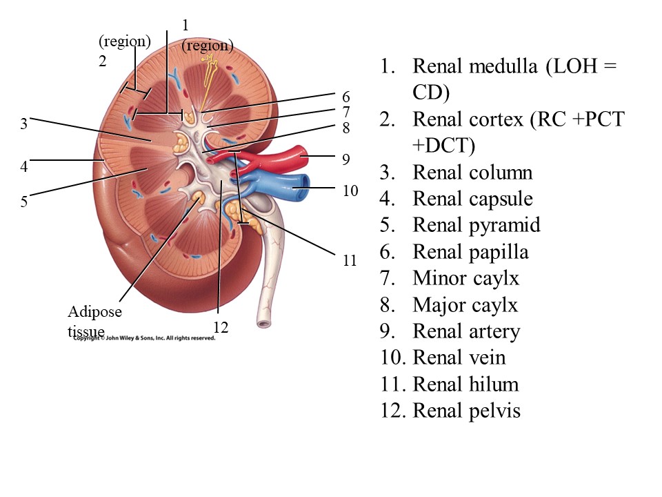 <ol start="5"><li><p>Renal Pyramid</p></li></ol>