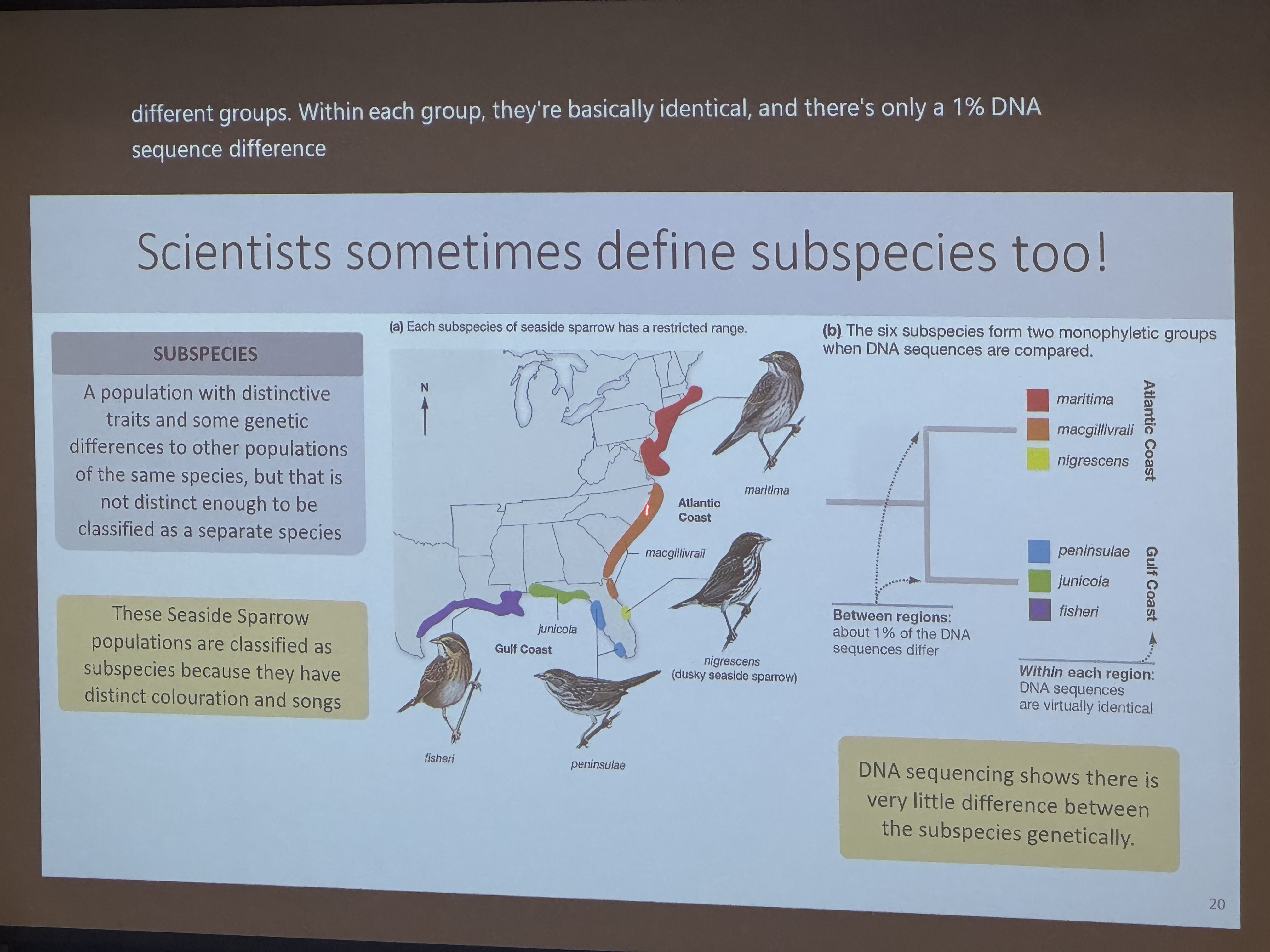<p>a population with distinctive traits and some genetic differences to other populations of the same species, but not distinct enough to be named a diff species.</p><p></p>