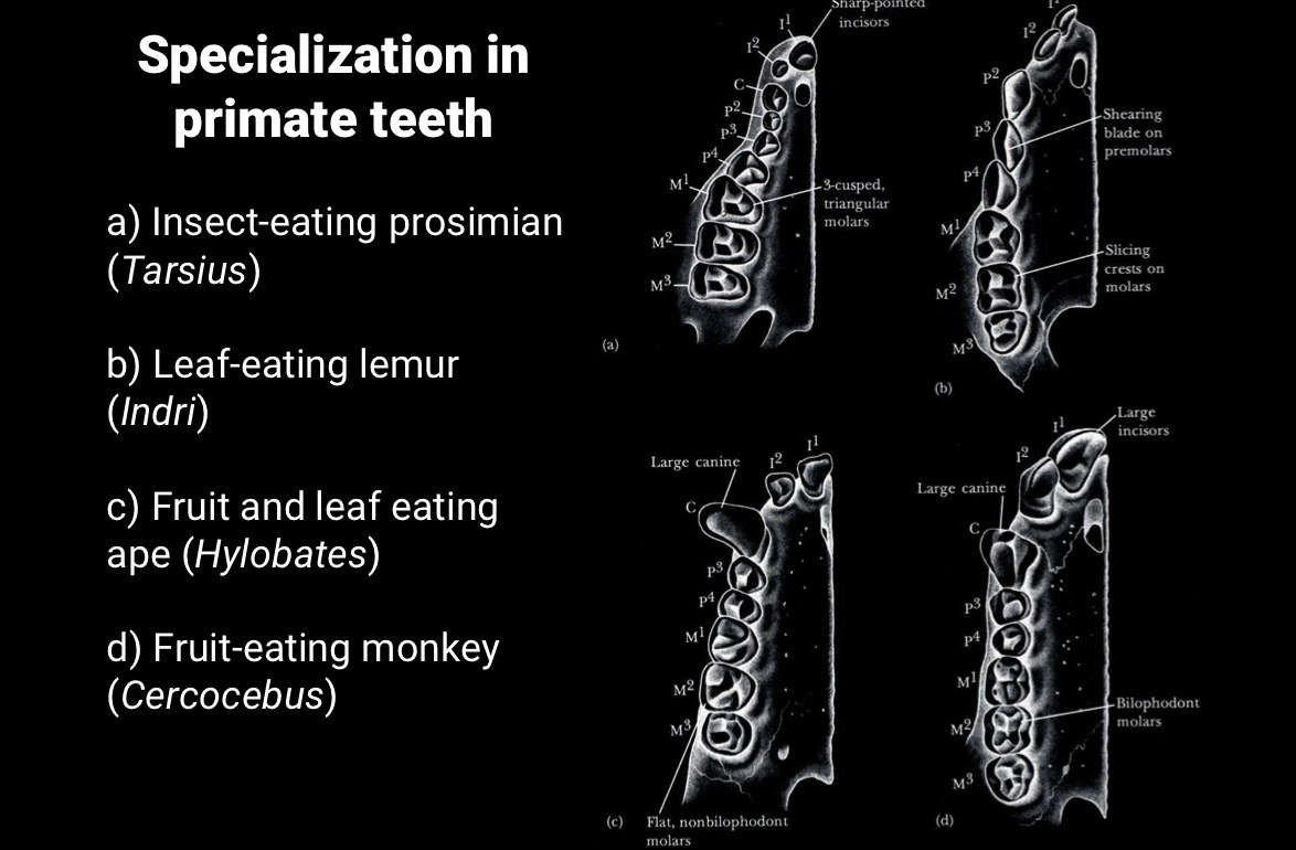 <p>(Idk how this is tested)</p>