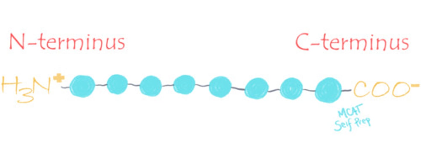 <p>The N-terminus includes the first amino acid of a protein, which has a free amino group at this end of the polypeptide chain. This is made first.</p><p>The C-terminus includes the final amino acid of a protein, and is therefore where synthesis of a polypeptide ends. There is a free carboxyl group at this end of the polypeptide chain.</p>