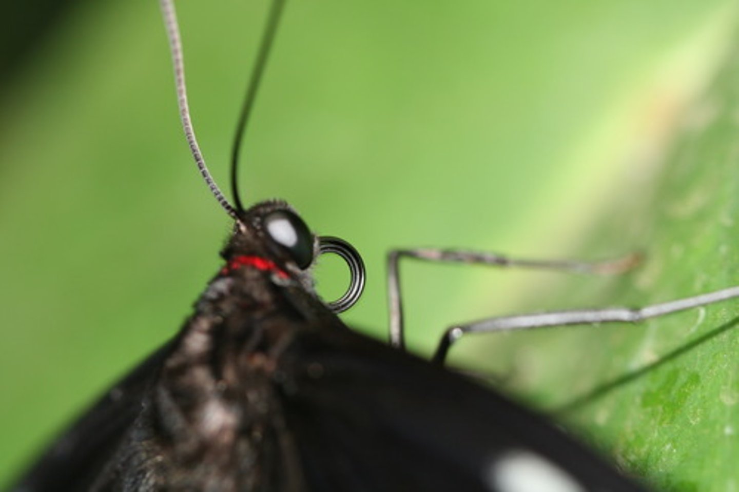 <p>Lepidoptera</p>