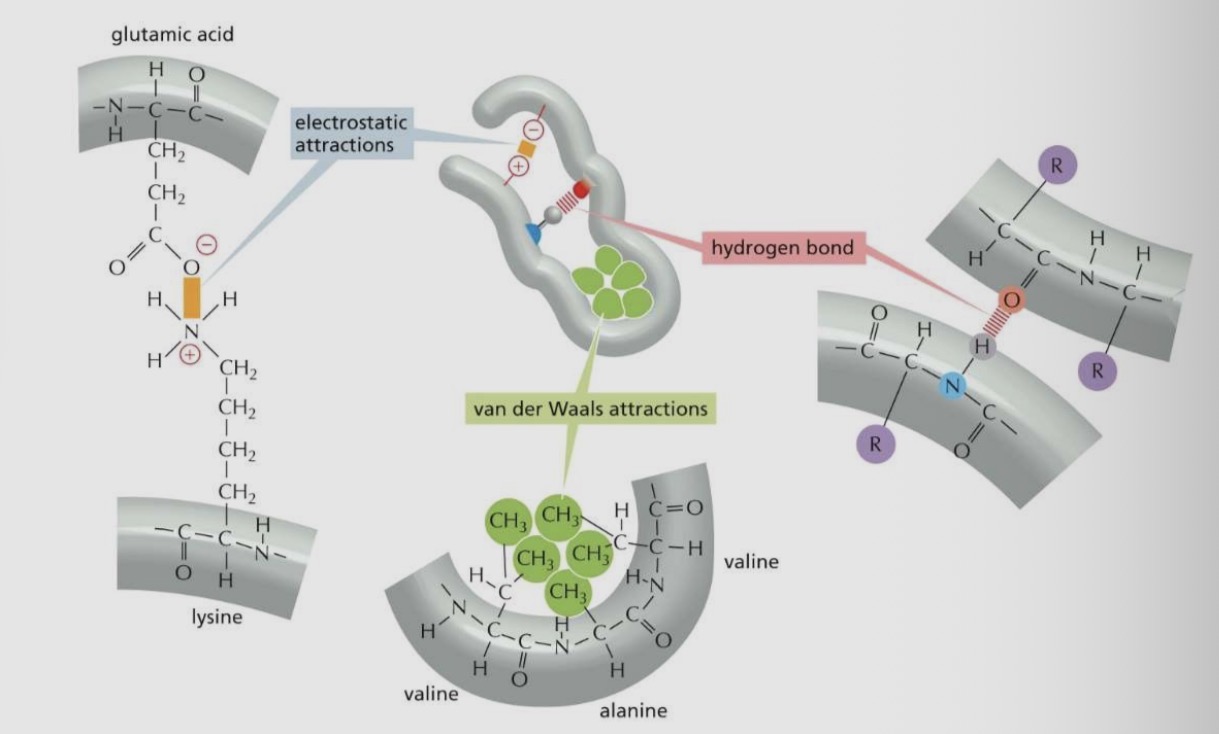 <p>Hydrophobic, disulfide bonds </p>