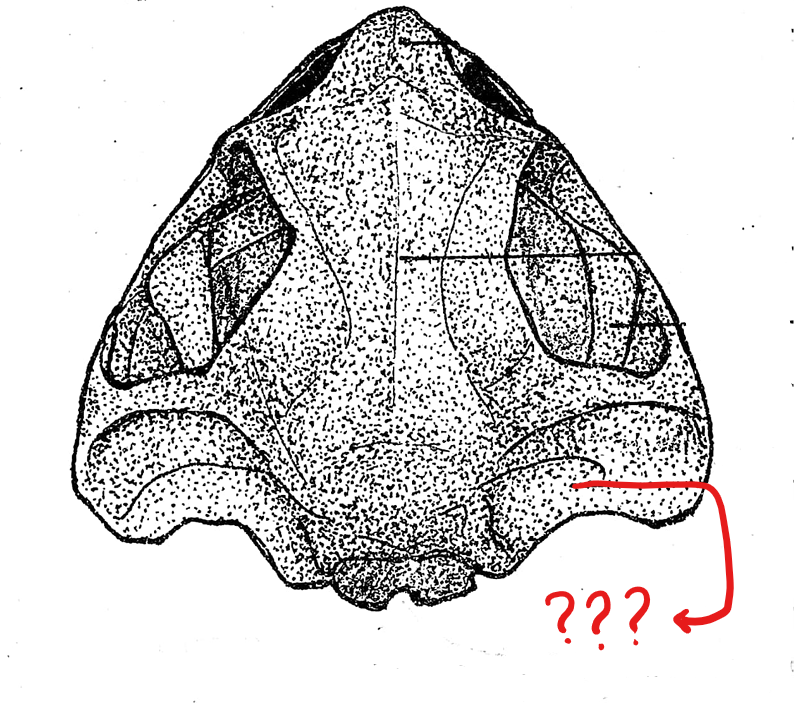<p>located on the skull (dorsal view); boxlike bones located in front, and a little lateral to the exoccipital bones; encircles the inner ear; each anterior end is perforated by an opening for the passage of the 5th, 6th, and 7th cranial nerves</p>