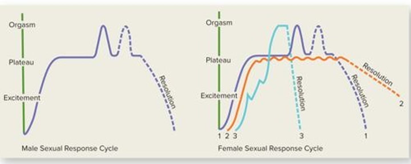 <p>Excitement, Plateau, Orgasm, and Resolution.</p>