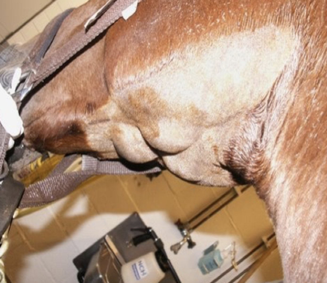 <p>En 3 år gammel hoppe præsenteres med feber, næseflåd og hoste. En del andre heste i stalden har de samme symptomer. Pågældende hoppes submandibulære område er vist på billedet. Hvad er den mest sandsynlige diagnose? Infektion med:</p><p>- Rhodococcus equi</p><p>- Streptococcus equi subsp. equi</p><p>- Equine herpes virus</p><p>- Uspecifik infektion i spytkirtlerne</p>