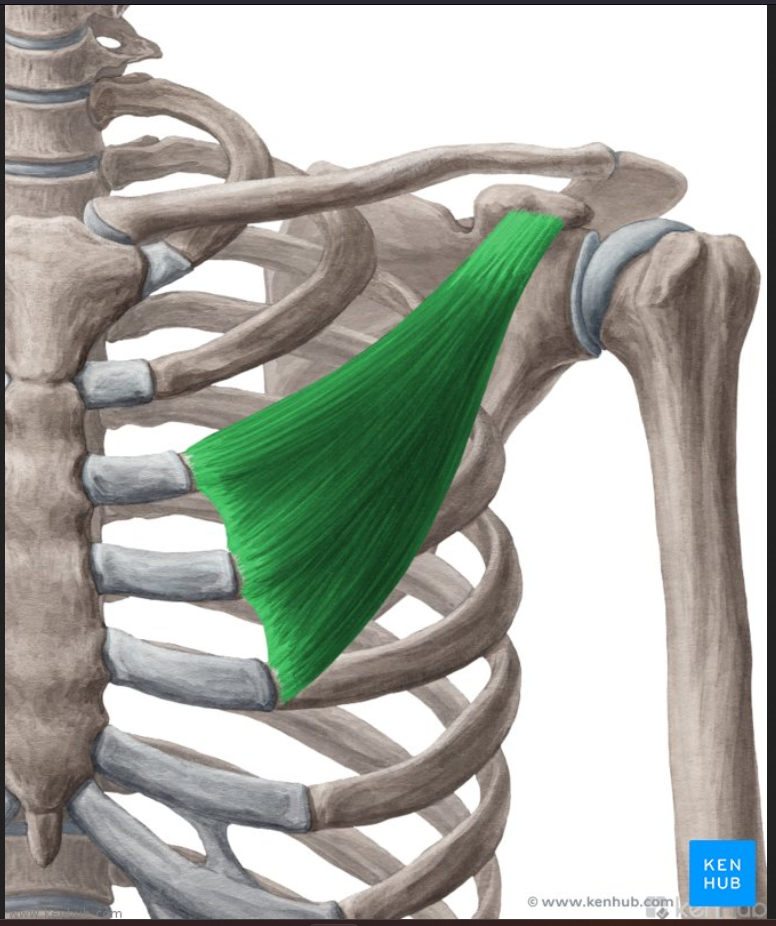 <p>Muscle of the face head and neck:</p><p>Pectoralis Minor</p>