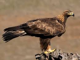 <p>Golden eagle</p>