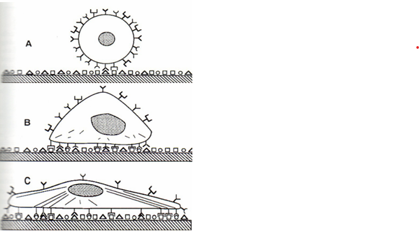 <p>It affects attachment, migration, mitosis, shape and function. It affects tissue formation and shape</p>