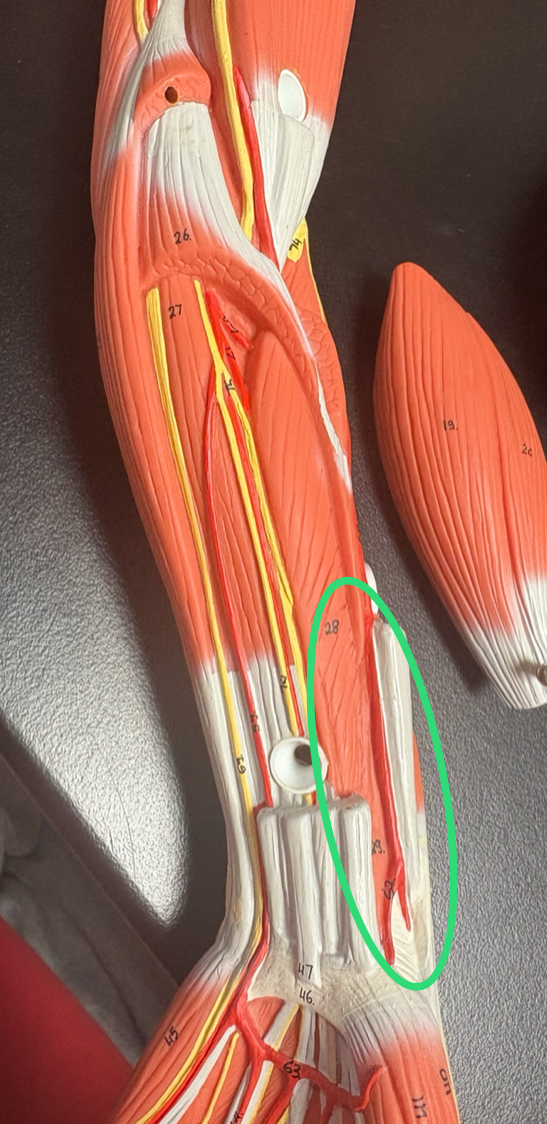 <p>brachial artery splits into forearm forearm to thumb side artery </p>