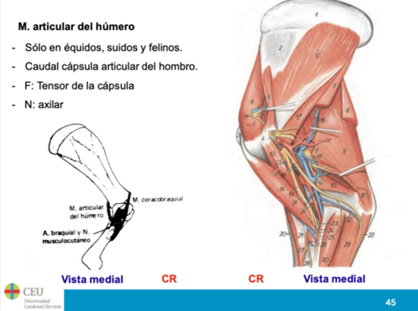 <p>-Sólo en équidos, suidos y felinos. </p><p>-Caudal cápsula articular del hombro. </p><p>Función: Tensor de la cápsula </p><p>Inervación: axilar</p>
