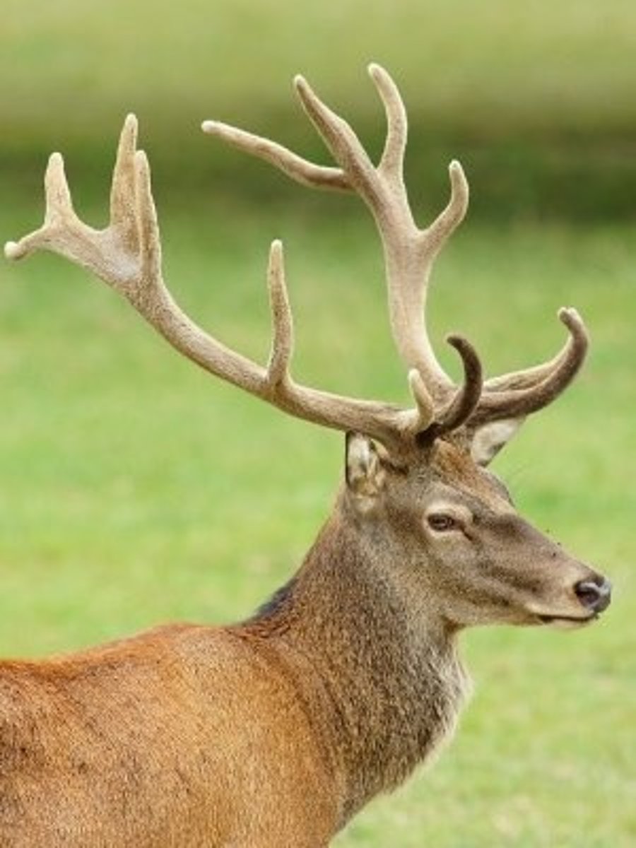 <p>(n.) the horn of a deer, elk, or moose</p>