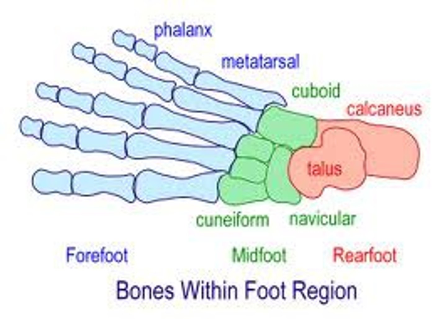 <p>made up of the 5 metatarsals and all phalanges; the blue section of this picture</p>
