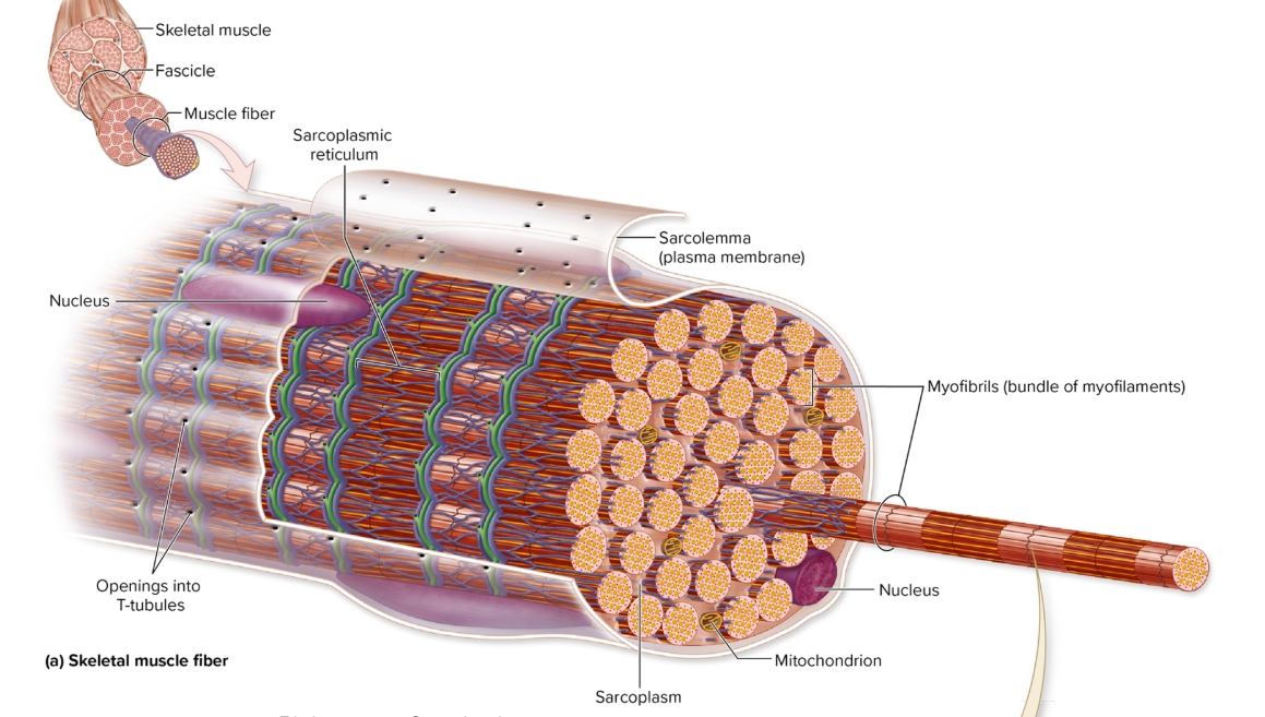 <p>Parts of cell (fiber)</p>