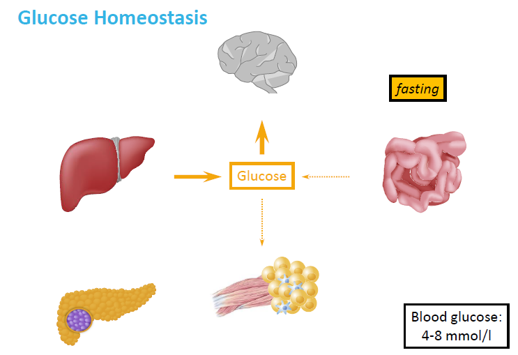 <p>How does the body maintain glucose levels during fasting?</p>
