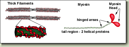 <ul><li><p>Myosin subunits</p><ul><li><p>Heads</p></li><li><p>Tail region</p></li></ul></li></ul><p></p>
