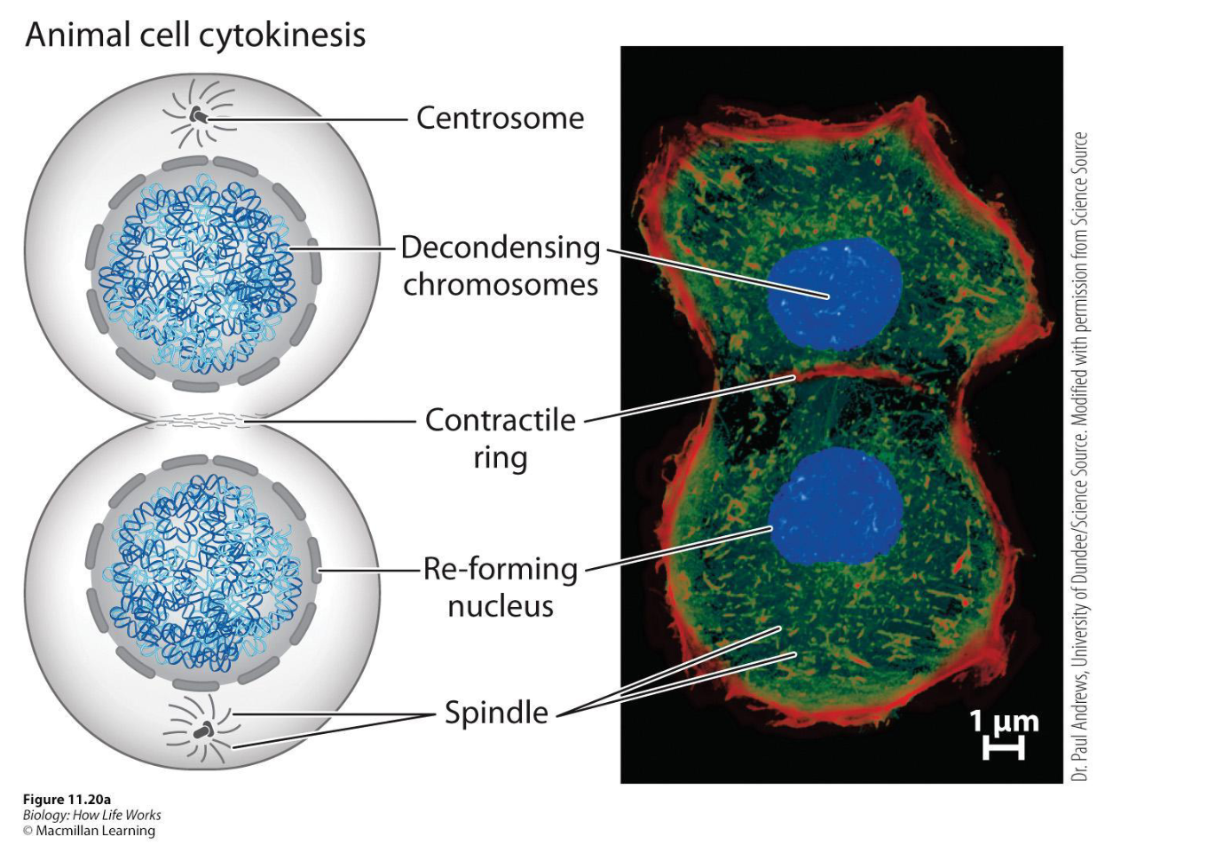 <ul><li><p>As mitosis ends, cytokinesis begins when actin filaments form a <strong>contractile ring</strong> at the equator of the cell, perpendicular to the spindle</p></li><li><p>Motor proteins (FtsZ) cause the ring to constrict like a drawstring, pinching the cytoplasm and dividing the parent cell into two daughter cells, each with its own nucleus, which then enter G₁ phase.</p></li></ul><p></p>