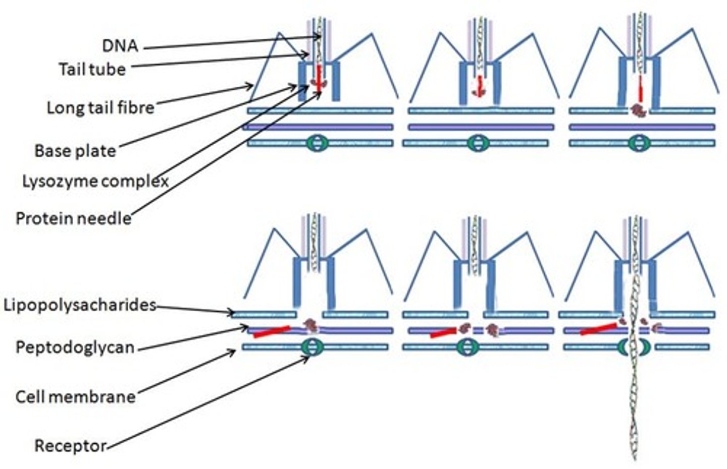 <p>Lytic cycle and lysogenic cycle.</p>
