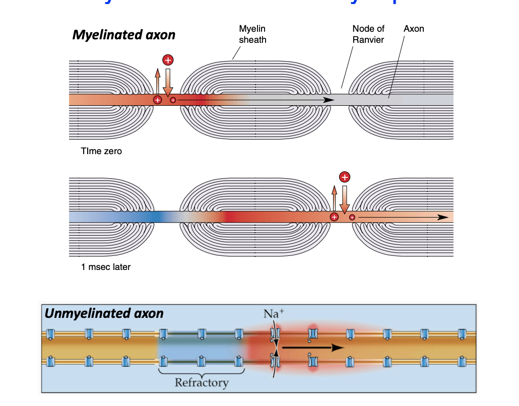 <ul><li><p>Along myelinated axons</p></li><li><p>Very rapid</p></li><li><p>“jumps” from node to node, increasing conduction velocity (insulation from myelin reduces charge leakage out of the axon)</p></li><li><p>~150 m/s with myelin vs. 1-10 m/s without</p></li></ul><p></p>