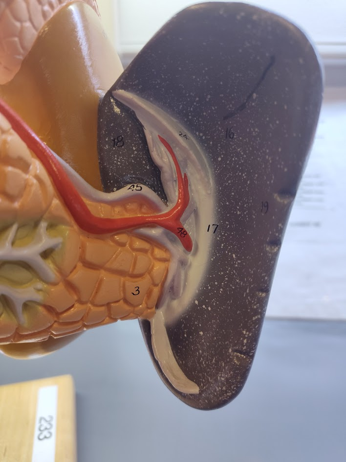 <p>spleen</p>