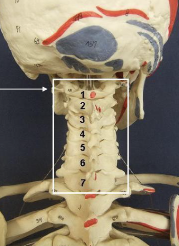 <p>Cervical 7</p>