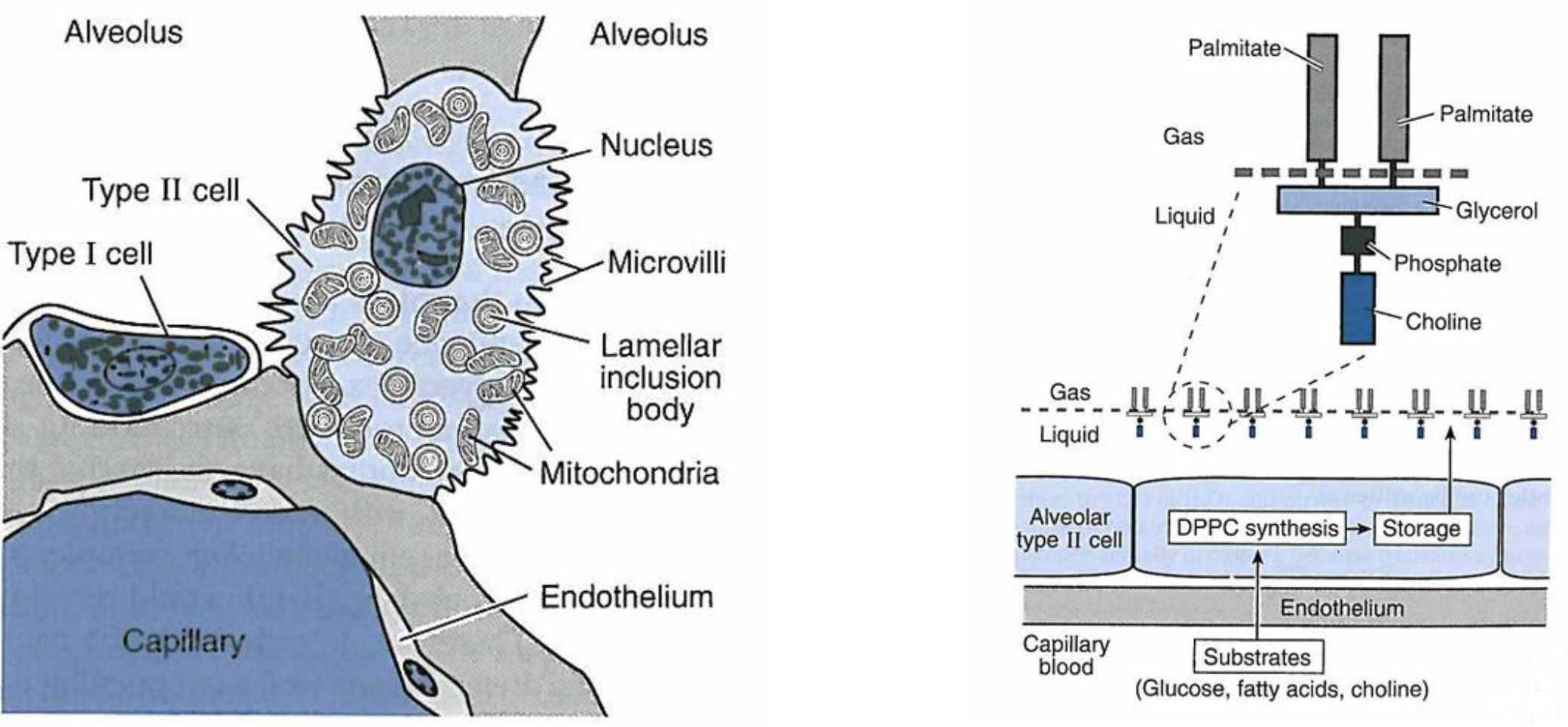 <ol><li><p>lowers surface tension</p></li><li><p>increases compliance </p></li><li><p>equalizes pressures between two different areas of the lungs</p></li><li><p>overall stabilizes different areas of the lungs</p></li></ol><p></p>