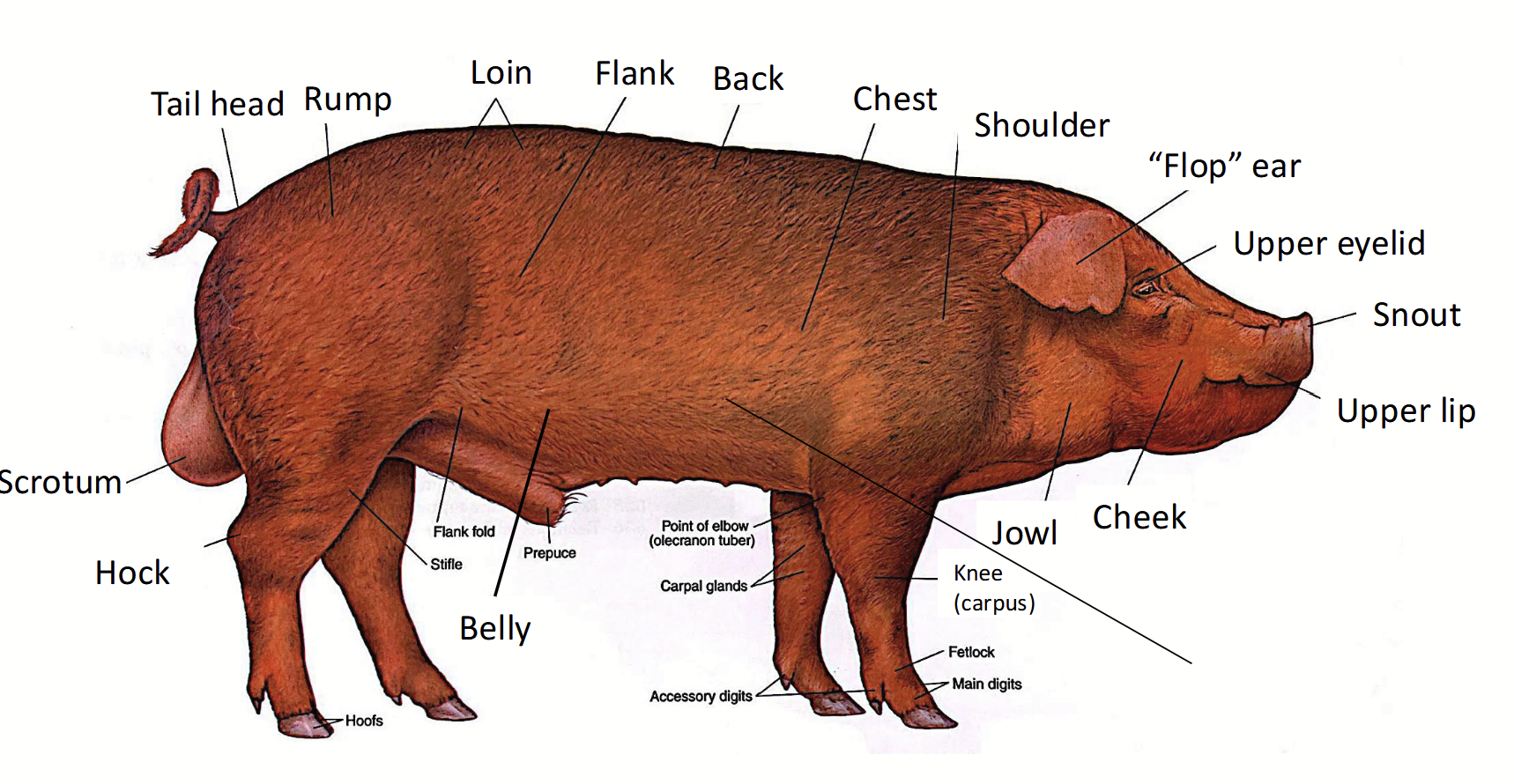 <p>In pigs, refers to <u>part of the under belly</u>. Where <u>outer abdominal muscles are located</u>.</p>