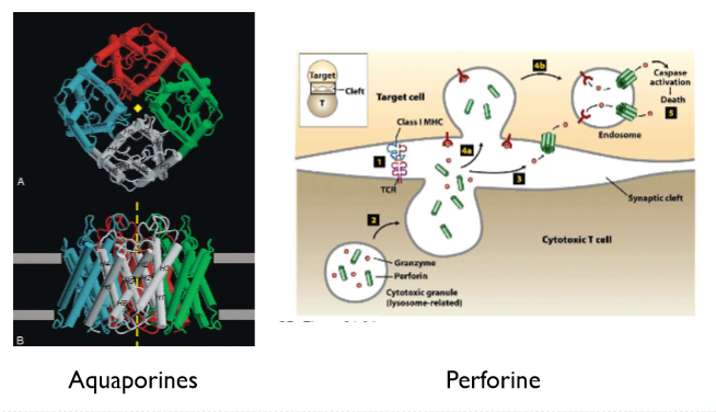 <ol><li><p>aquaporines → transporteren water</p></li><li><p>perforine → uitgestoten door immuuncellen: maken gaten in andere cellen om die af te breken</p></li></ol><p></p>