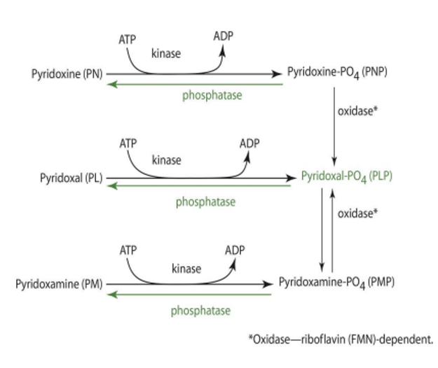 <p><span style="color: purple;">phosphatase enzyme</span></p>
