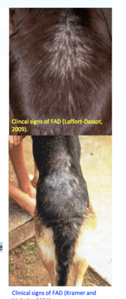 <p>Small pruritic, erythematous wheal can be seen at the flea bite site;</p><p>Develops into a pruritic papule that might be short lived being</p><p>disturbed by self-trauma;</p><p>Pruritus and repeated self trauma, chewing, licking =&gt; diffuse erythema, excoriations, alopecia, stubbed or broken hairs, crusts etc;</p><p>The dogs try to bite or chew at the areas where fleas are/bite  seem to hunt the fleas down in their hair coat (nibbling/corncob biting);</p>