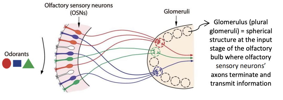 <ul><li><p>each receptor cell expresses copies of only one of those receptor proteins</p></li><li><p>all receptor cells expressing the same odorant receptor protein project the same glomerulus in the olfactory bulb</p></li><li><p>A given receptor protein might bind specificically to a small subset of odorants</p></li></ul><p></p>