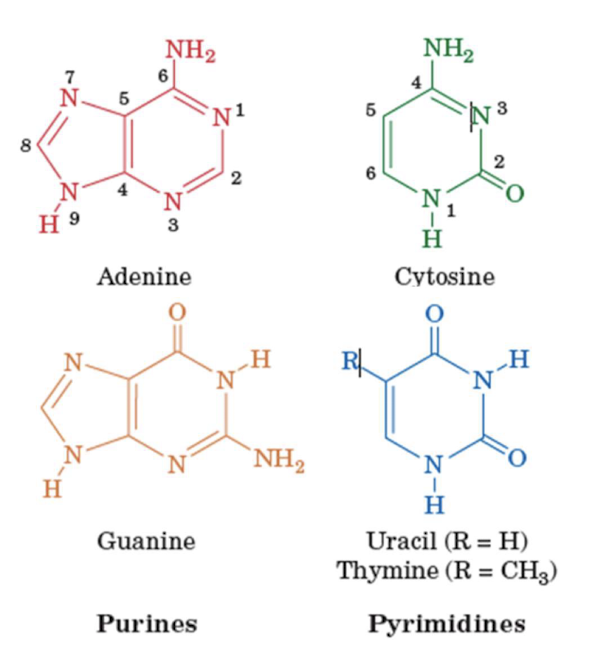 <p>derivatives of purine and pyrimidine</p>