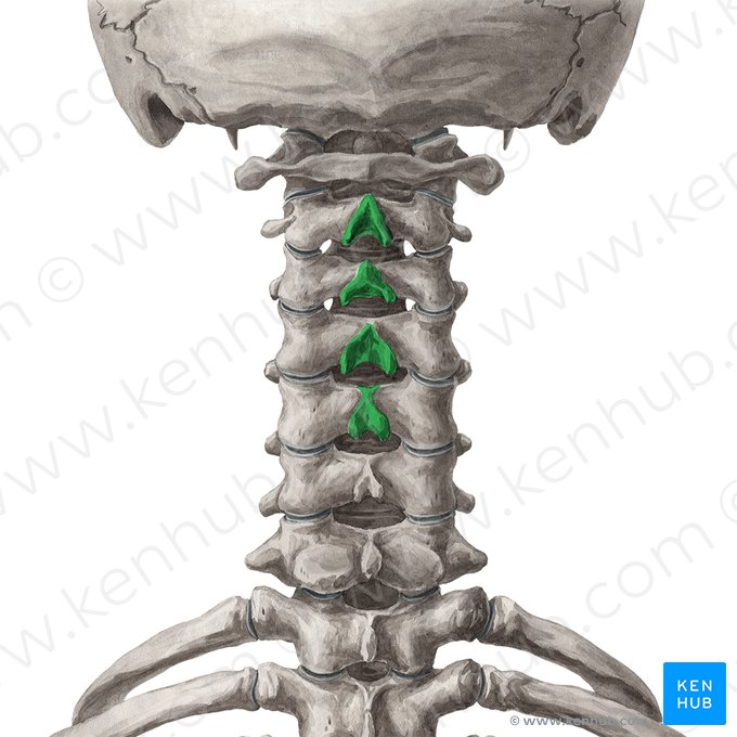 <p>the points/beaks of vertebrae (what you feel on your back) </p>