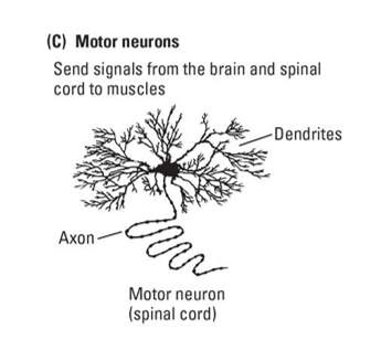 <p>motorneuron</p>