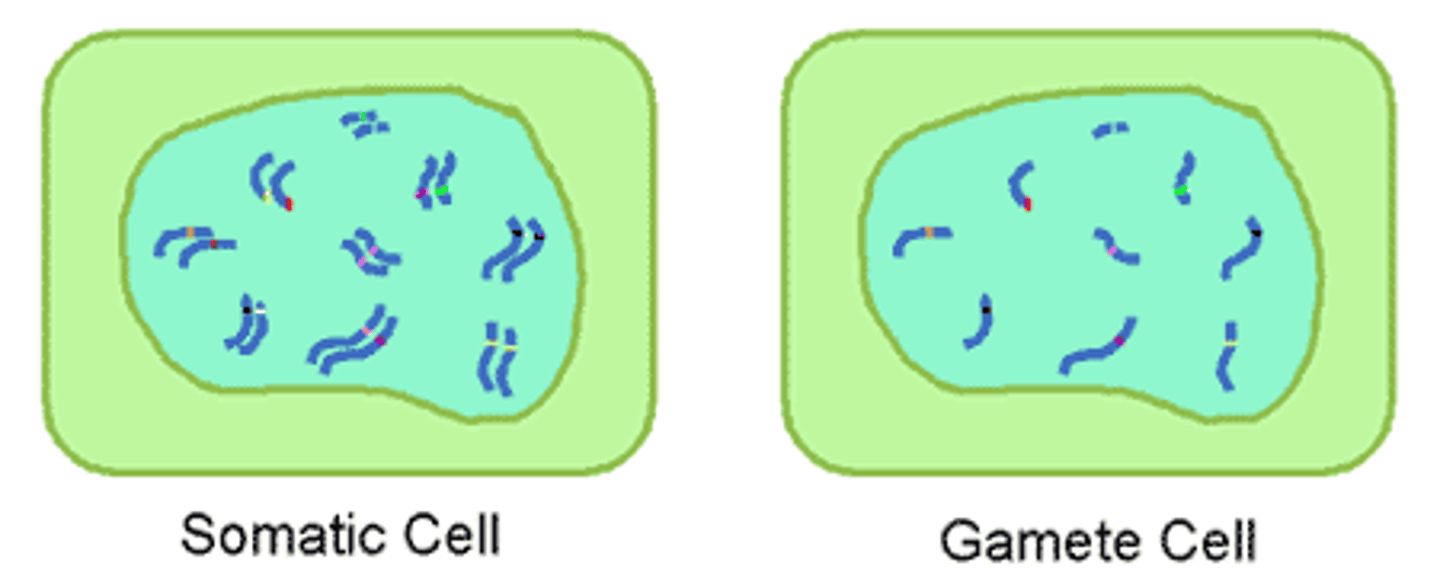 <p>any cell that is not a reproductive cell (such as sperm and egg) somatic cells are diploid, meaning they contain 2 sets of chromosomes, one inherited from each parent.</p>