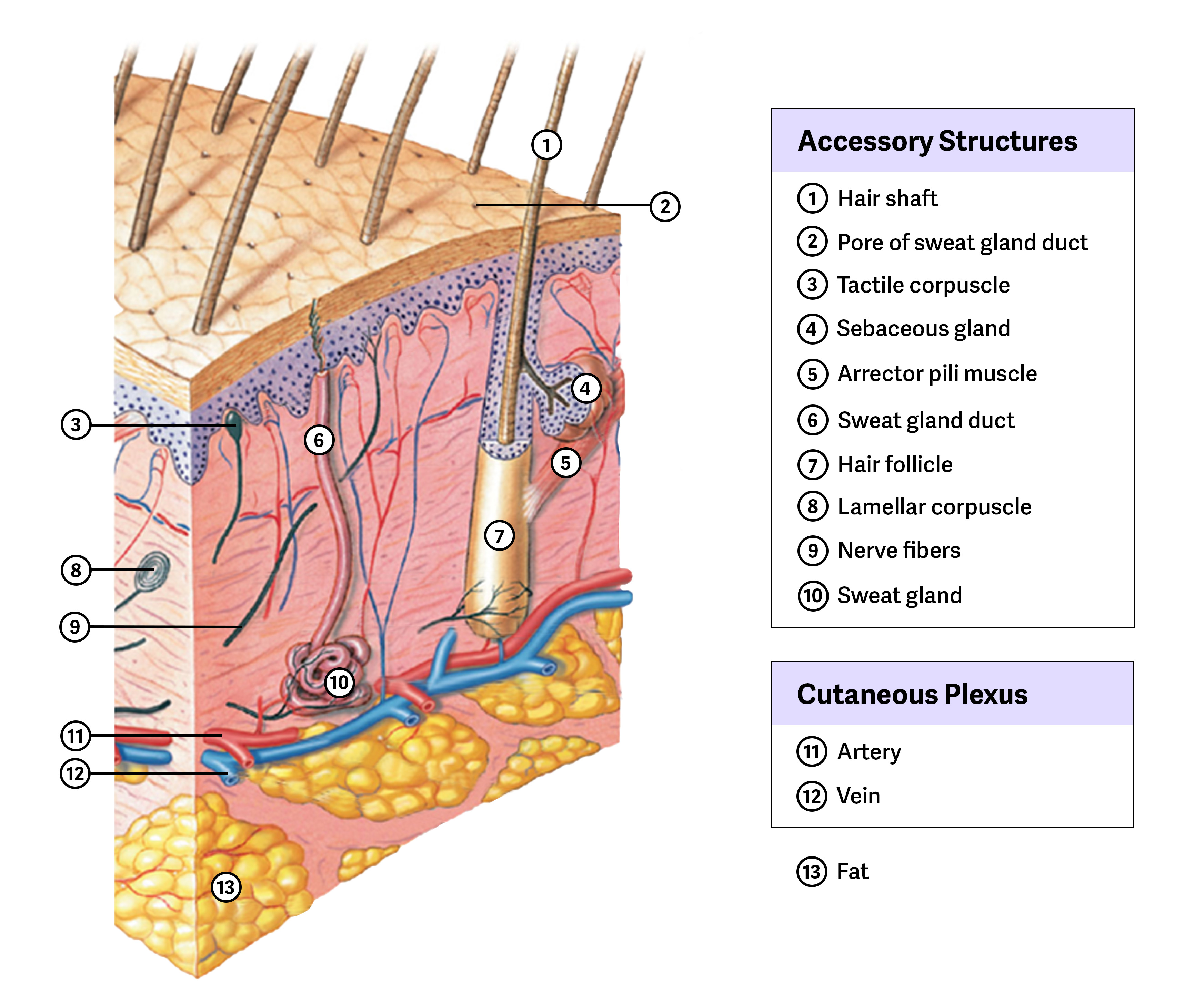 <p>Meissner corpuscles (light touch and vibration) and Pacinian corpuscles (pressure and vibration).</p>