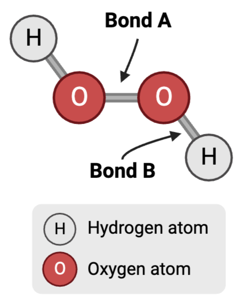 <p><span>Bond A is a ____.</span></p>