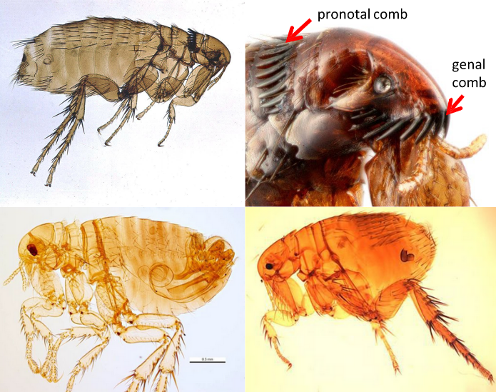 <ul><li><p>mouthparts haustellate</p></li><li><p>wings completely absent</p></li><li><p>meta- (hind) coxae enlarged for jumping</p></li><li><p>body small, laterally compressed</p></li><li><p>usually with strong caudally directed setae</p></li><li><p>holometabolous</p></li></ul><p></p>