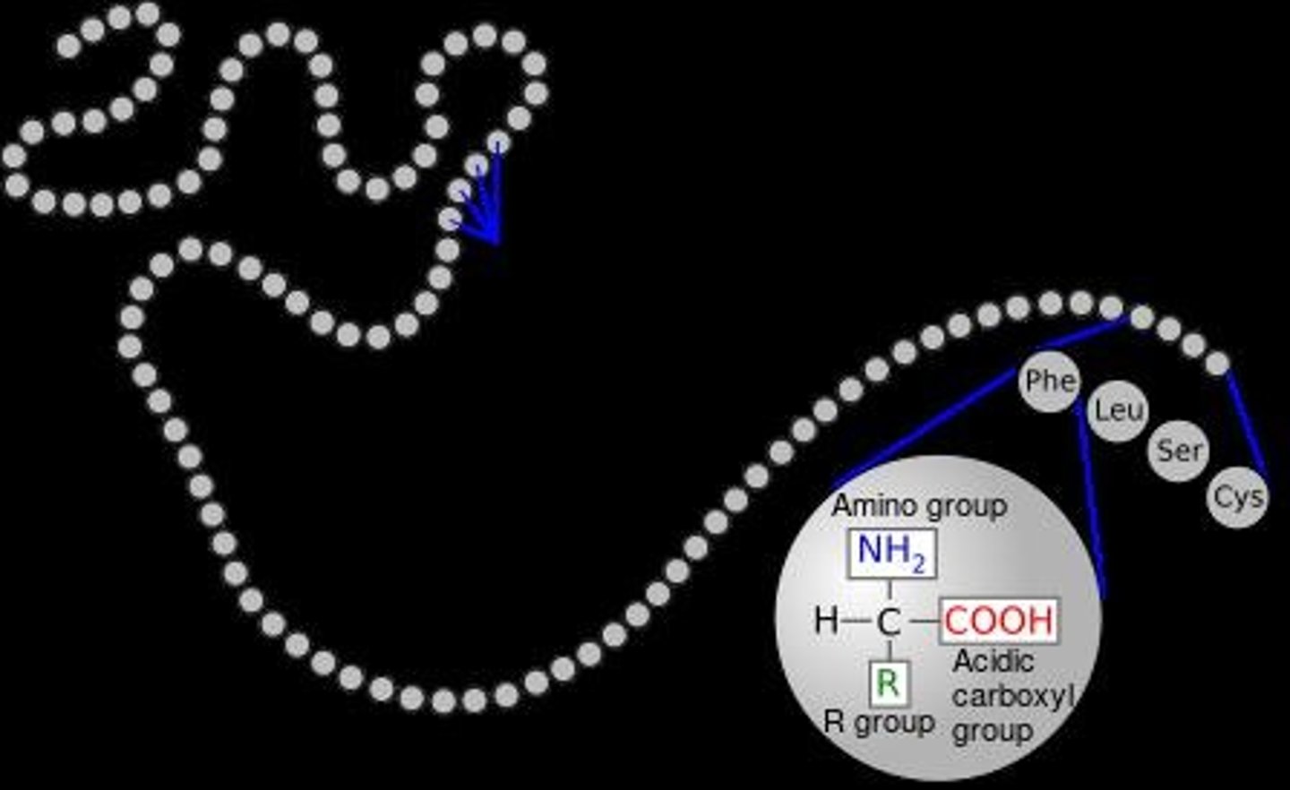 <p>A peptide is a chain of amino acids, while a polypeptide is a peptide with more than 50 amino acids.</p>