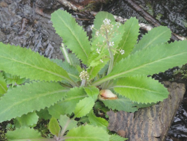 <p>Brook Lettuce</p>