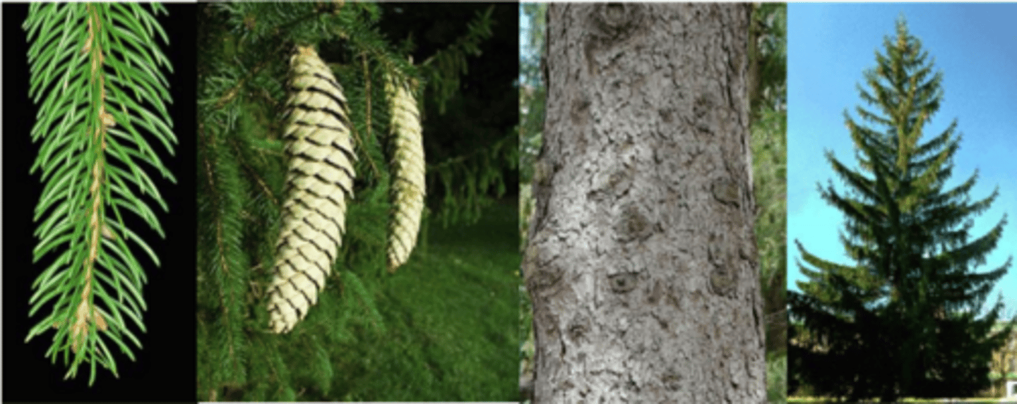 <p>Leaves: Evergreen needles, stiff, ½ - 1” long, 4-angled but somewhat flattened, with a sharp pointed tip, shiny deep green. Each needle borne on a raised, (tiny) woody peg (sterigma). </p><p>Fruit: Cones are very large, pendulous, cylindrical, 4 – 6” long, with stiff, thin scales that are irregularly toothed, chestnut brown, maturing in fall. </p><p>Twig: Slender to medium in size, lacking hair, shiny orangish brown; needles are borne on woody pegs; buds with very loose, gradient orange-brown scales which are lighter at tip (resembles a rose). </p><p>Bark: Red-brown and scaly, later turning gray with flaking scales or plates. </p><p>Form: A medium to large tree with conical form capable of reaching over 120’ tall, with horizontal to upward sweeping branches that often droop branchlets. Prefers moderately moist, sandy, acid well drained sites in cool climates. Common pests include spider mites, spruce gall aphid, budworms, aphids. </p><p>Looks like: red spruce, Oriental spruce, Brewer spruce, Serbian spruce</p>