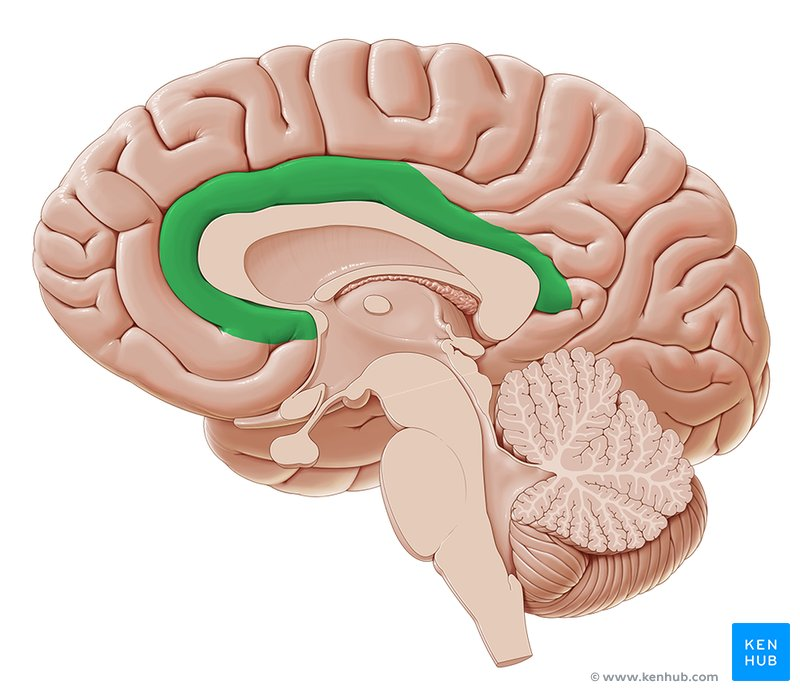 <p><span>a curved band of brain tissue located on the medial surface of the cerebral hemispheres, above the corpus callosum</span></p>