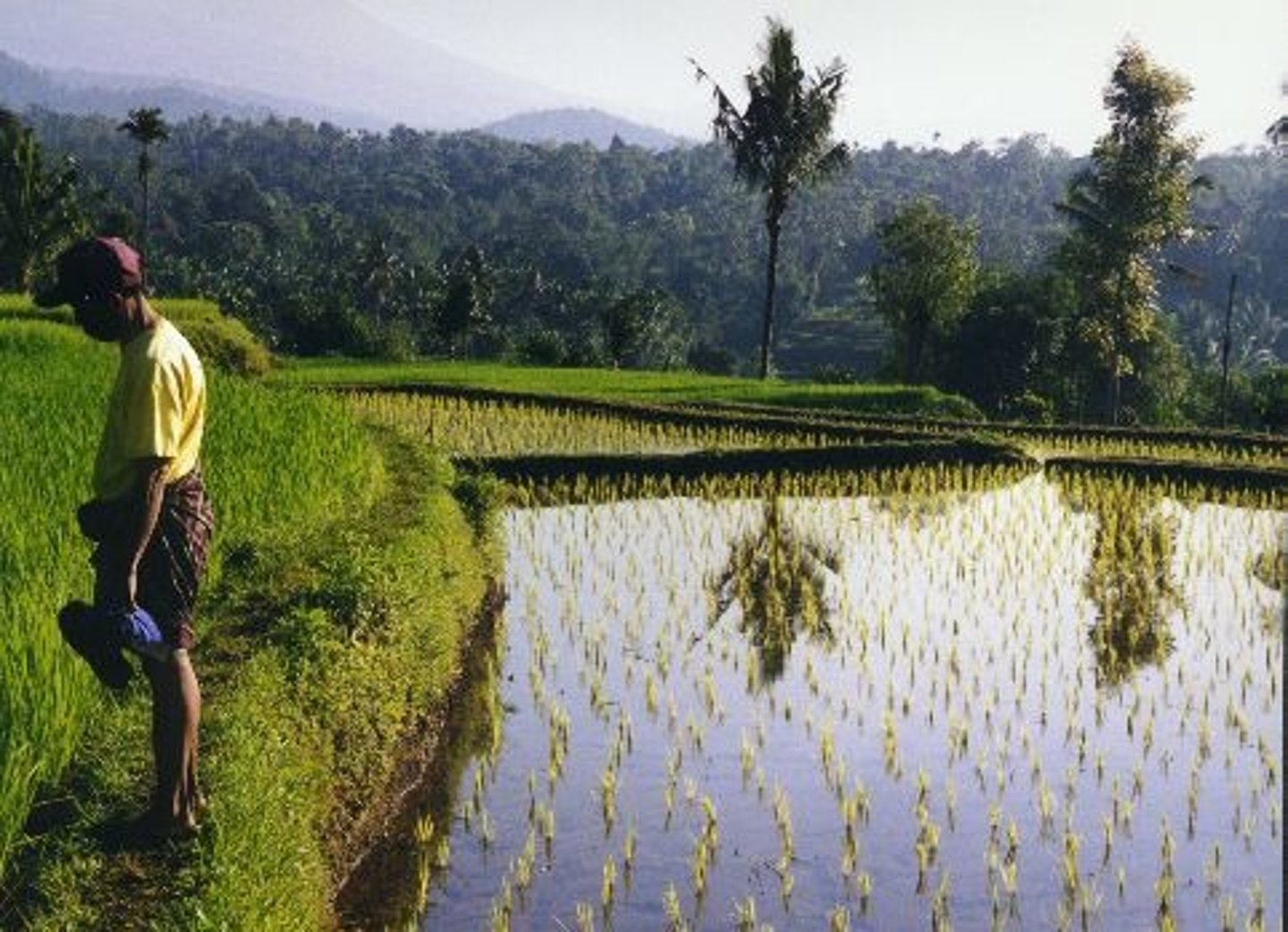 <p>the entire field is flooded with water</p>