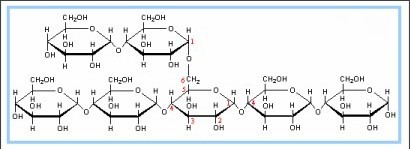 <p>polysaccharides, found in muscles and liver, storage molecule of humans</p>