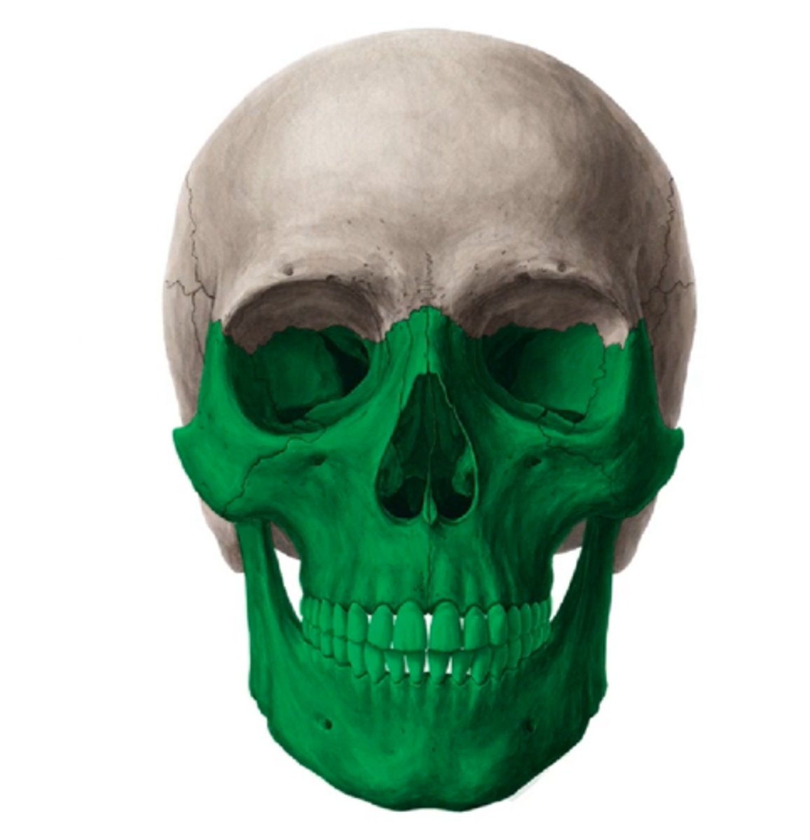 <p>O= pharyngeal (gill) arches, jaw, and hyoid apparatus and Most ancient part of the skull</p><p>C= Forms from pharyngeal arches</p><p>R= supports the face, jaws, and gills</p>